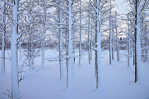 雪景