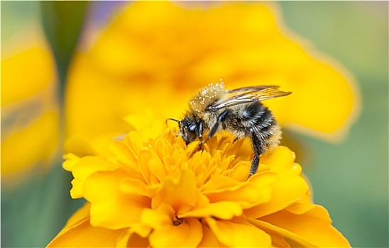 蜜蜂,收集,蜂蜜,黄花