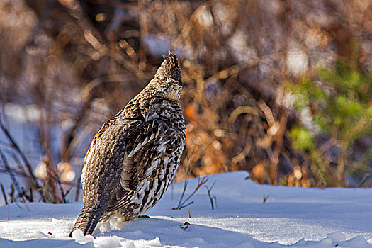 松鸡,冬天,冰川国家公园,蒙大拿,美国