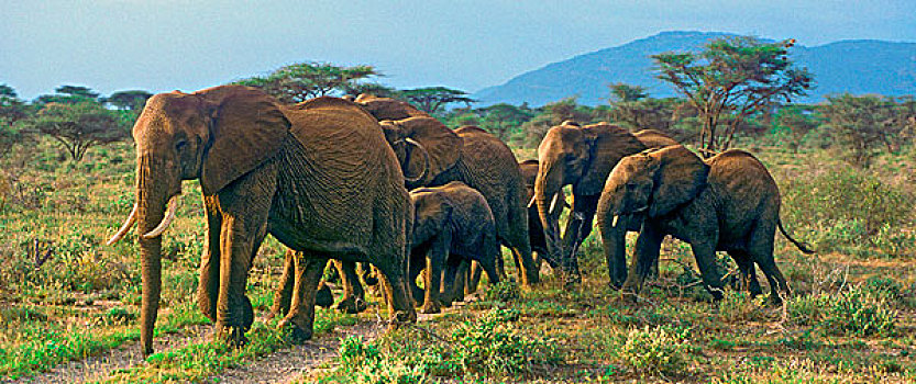 多,非洲,灌木,大象,移动,萨布鲁国家公园,肯尼亚,年轻