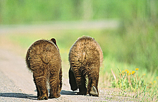 一对,大灰熊,幼兽,走,道路,落基山脉,不列颠哥伦比亚省,加拿大