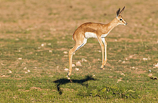 跳羚,幼兽,羊羔,下雨,季节,绿色,环境,卡拉哈里沙漠,卡拉哈迪大羚羊国家公园,南非,非洲