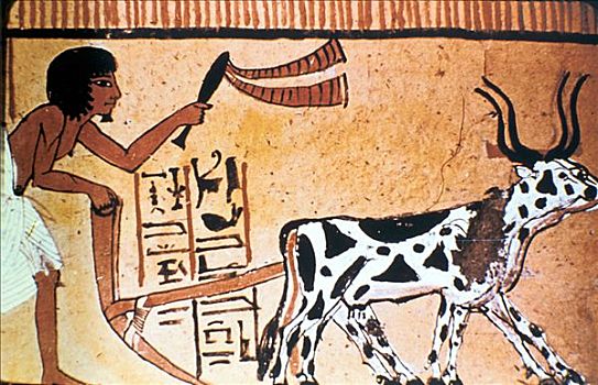 耕作,牛,古埃及,墓地,描绘,埃及新王国,艺术家,未知