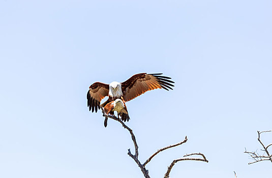 求偶季节在树枝顶上呼唤伴侣的斯里兰卡栗鸢鸟