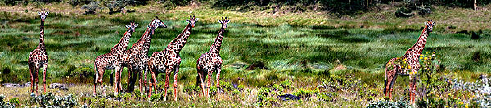 牧群,马萨伊,长颈鹿,马赛长颈鹿,放牧,树林,阿鲁沙,国家公园,坦桑尼亚