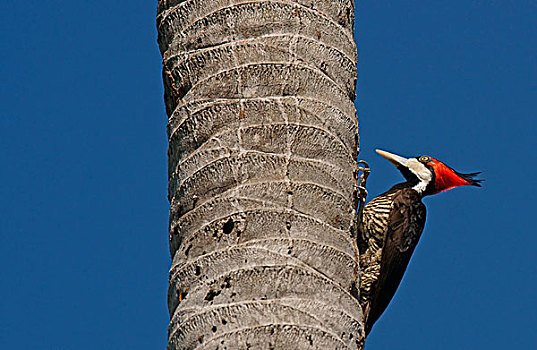啄木鸟,栖息,棕榈树,树干,潘塔纳尔,巴西,南美