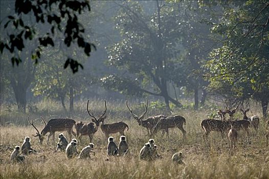 轴,鹿,花鹿,哈奴曼,叶猴,长尾叶猴,军队,班德哈维夫国家公园,印度