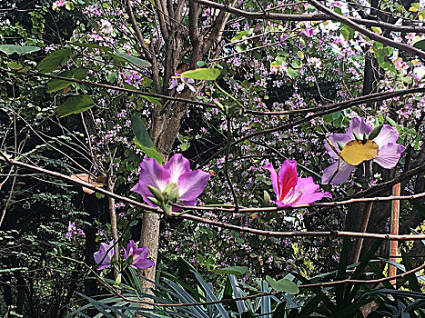 广州黄花岗,紫荆花