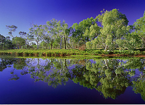 橡胶树,树林,河,西澳大利亚,澳大利亚