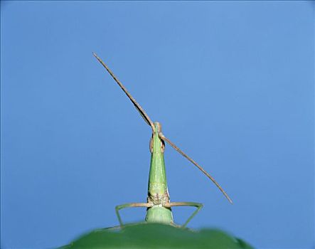 蝗虫,叶子,日本,次序