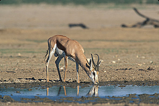南非,卡拉哈迪大羚羊国家公园,跳羚,饮料,荒芜,水潭