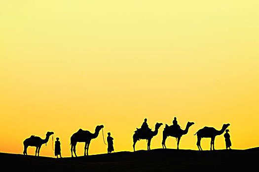 骆驼,领驼人,剪影,日落,塔尔沙漠,乌代浦尔,印度