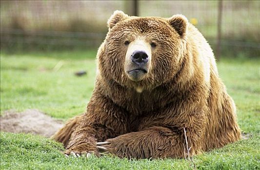 疲倦,棕熊,卧,草地