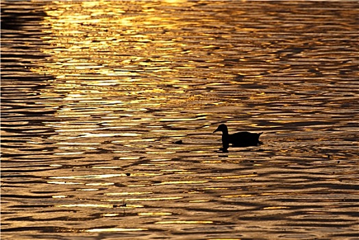 孤单,鸭子,游泳,金色,水塘,日落