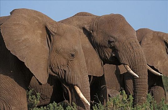 大象,非洲象,肯尼亚,非洲