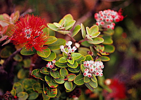 桃金娘花,花,夏威夷火山国家公园,夏威夷大岛,夏威夷,大幅,尺寸