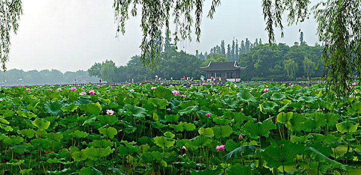 西湖十景,曲院风荷