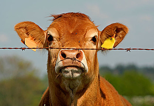 褐色,母牛,看,好奇,栅栏