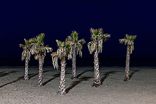 棕榈树,海滩,夜晚