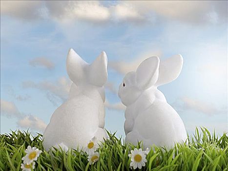 两个,白色,兔子