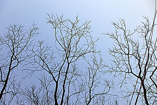 天空,树