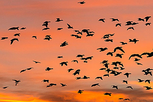 鹅,飞,黎明,飞行甲板,博斯克德尔阿帕奇,新墨西哥