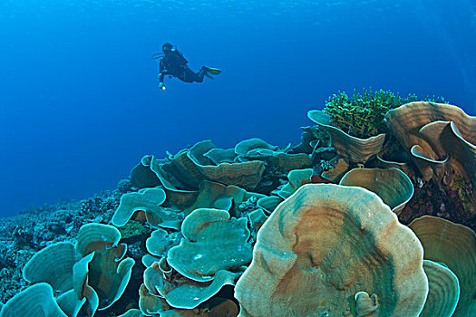 质朴,礁石,莴苣,珊瑚,肖像权,潜水,海洋,保存,靠近,瓦卡托比,胜地,南,印度尼西亚,亚洲