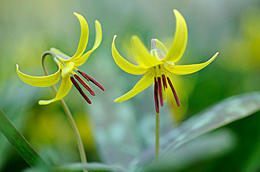 黄色,鲑鱼,百合