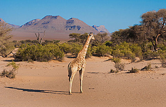 纳米比亚,苍白,长颈鹿,树