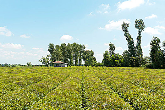 茶园,山茶,省,伊朗,亚洲