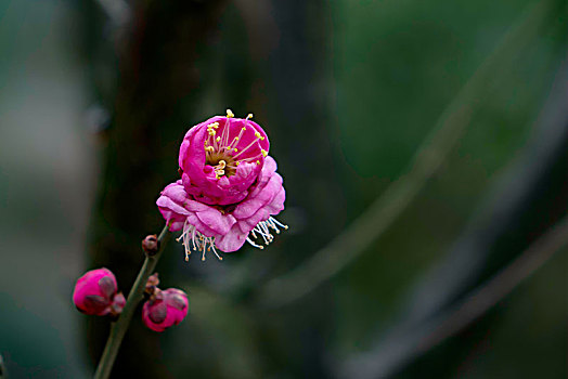 梅花怒放,春梅绽放