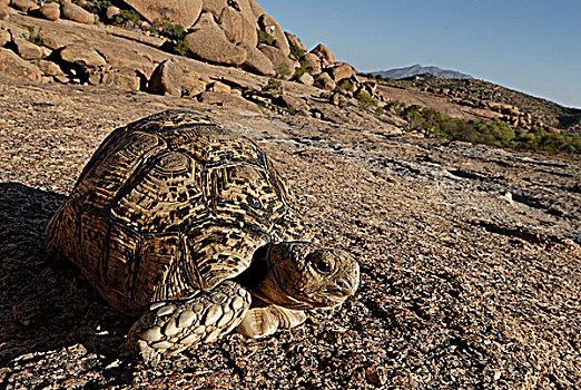 豹纹龟,纳米比亚