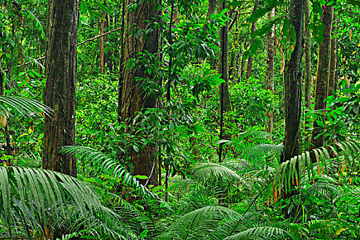雨林,峡谷,昆士兰,澳大利亚