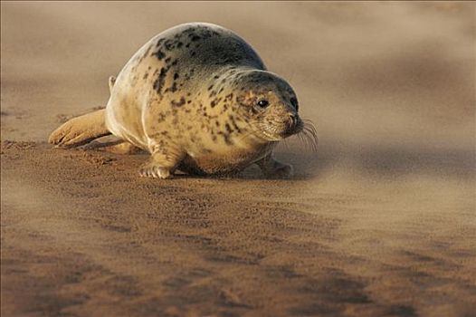 灰海豹,移动,自然保护区,英格兰