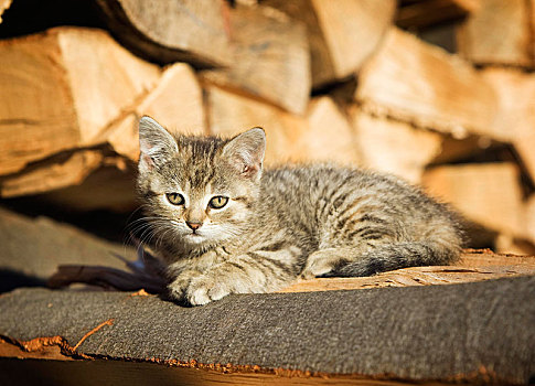 小猫,农场,猫,躺着,堆,木头,晒太阳,太阳,巴登符腾堡,德国,欧洲