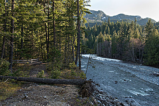 河,流动,树林,秋天,省立公园,惠斯勒,不列颠哥伦比亚省,加拿大
