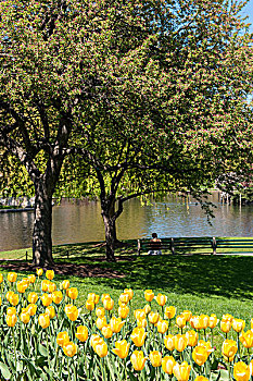 美国,马萨诸塞,波士顿公共公园