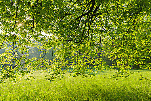 枝条,山毛榉树,春天,公园,阿沙芬堡,弗兰克尼亚,巴伐利亚,德国