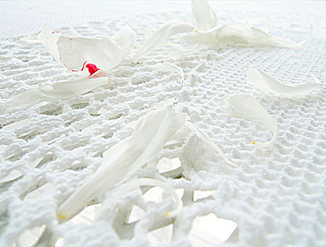 白花,花瓣,白色,刺绣,桌布