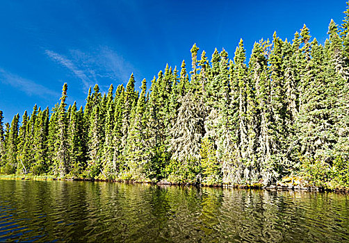 云杉,树林,湖,小,鹿,省立公园,北方,萨斯喀彻温,加拿大