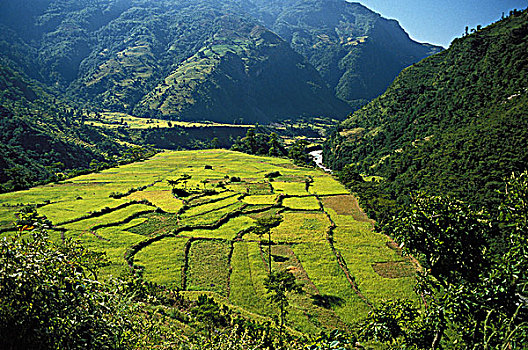 稻田,尼泊尔