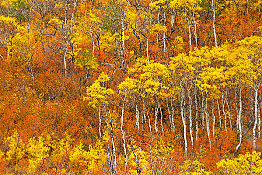 颤杨,小树林,顶峰,秋色,冰川国家公园,蒙大拿,美国