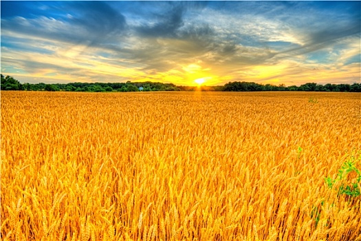 小麦,日落