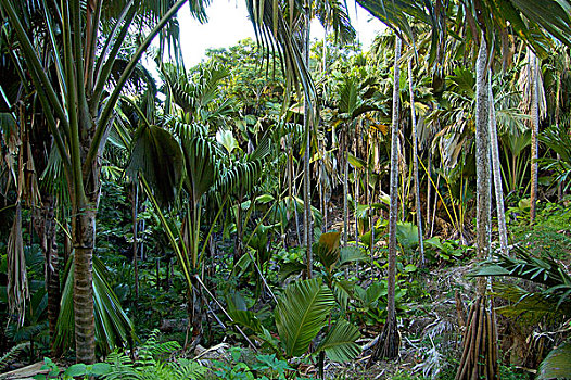 棕榈树,树林,塞舌尔