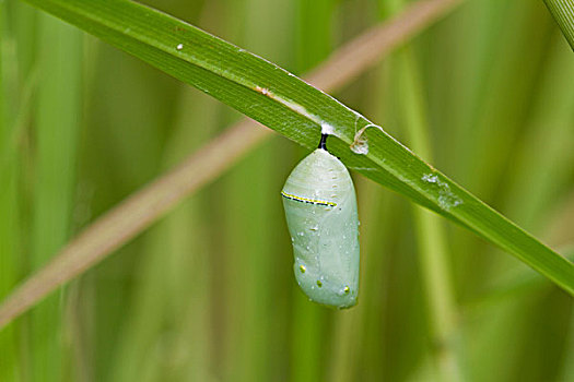 黑脉金斑蝶,帝王蝴蝶,蛹