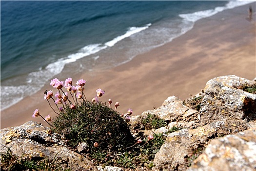 花,悬崖,海洋,背景