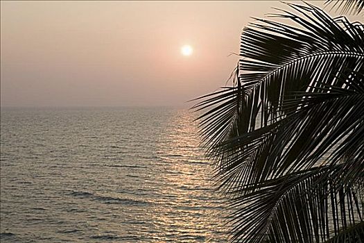 棕榈叶,日落,上方,海洋