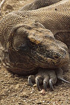 科摩多巨蜥,科摩多龙,大,晒太阳,科莫多国家公园,科莫多岛,印度尼西亚