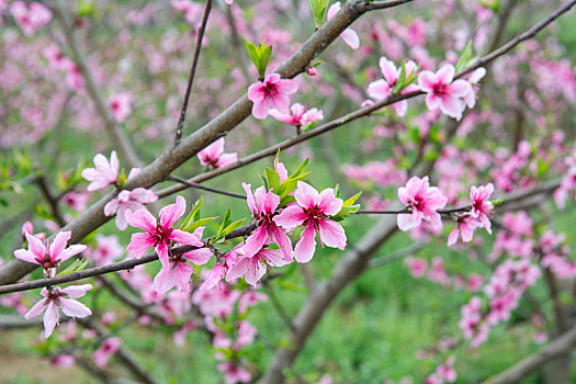 桃花故里