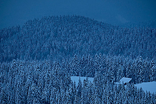 清晨,冬日树林,巴特特尔茨,巴伐利亚阿尔卑斯山,巴伐利亚,德国